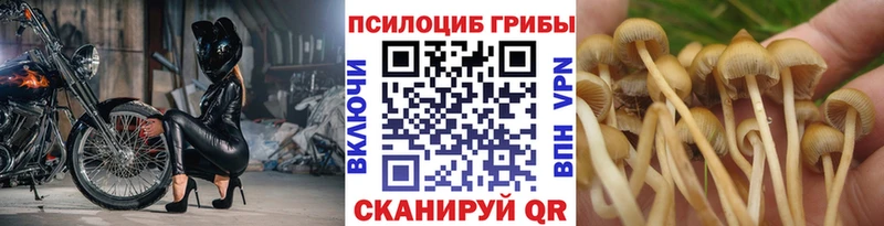 кракен ONION  Киренск  это как зайти  купить наркотик  Галлюциногенные грибы GOLDEN TEACHER 
